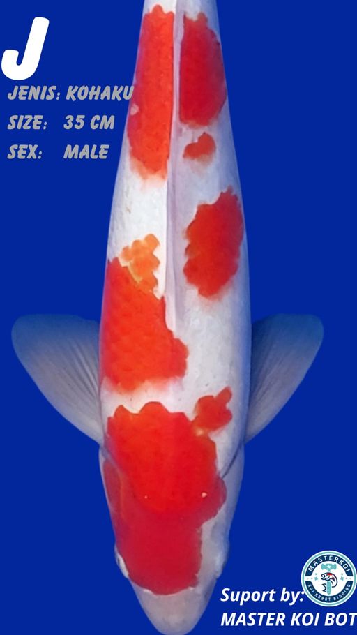 KOHAKU 35cm
