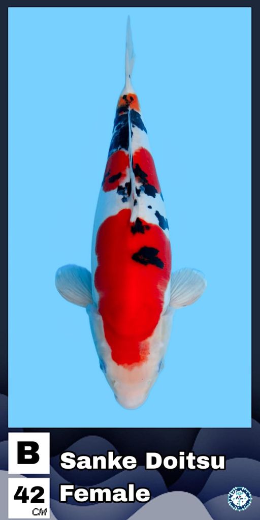 SANKE DOITSU FEMALE 42cm