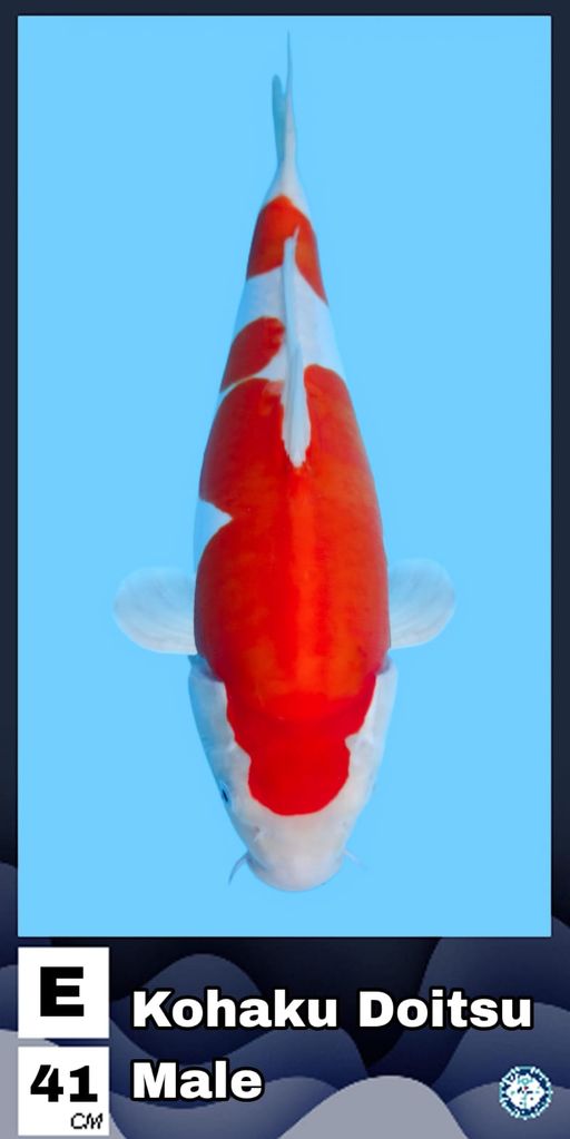 KOHAKU DOITSU MALE 41cm