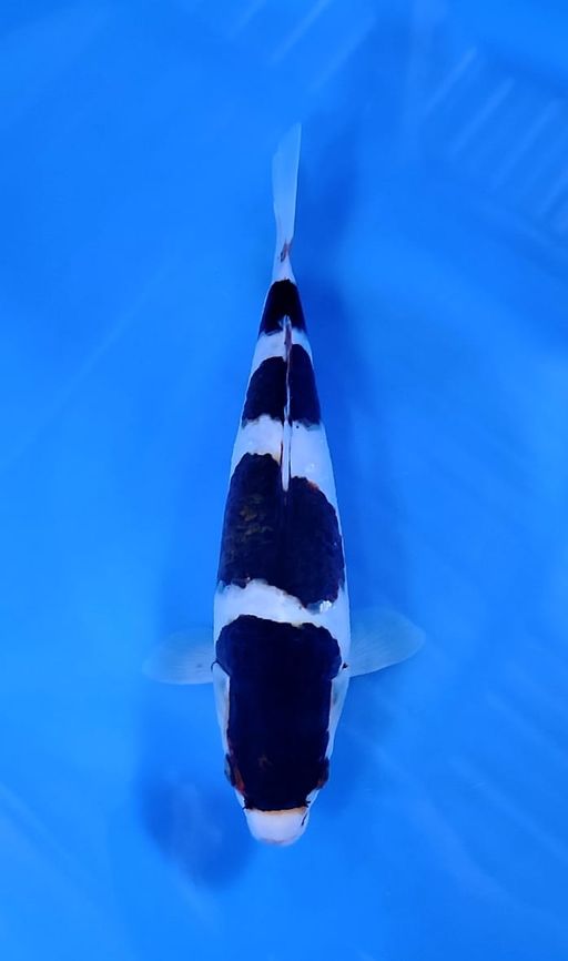 BUDOGOROMO SUPER TOP ISTIMEWA READY SHOW 28cm