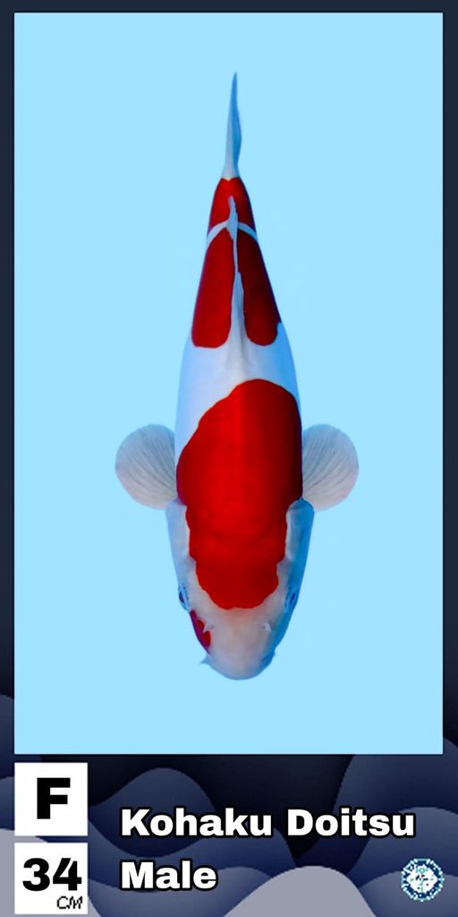 KOHAKU DOITSU MALE 34cm