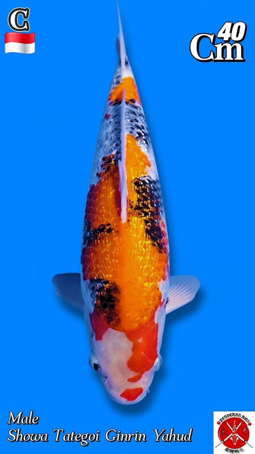 SHOWA TATEGOI GINRIN SANGAT RAPAT MALE 40cm