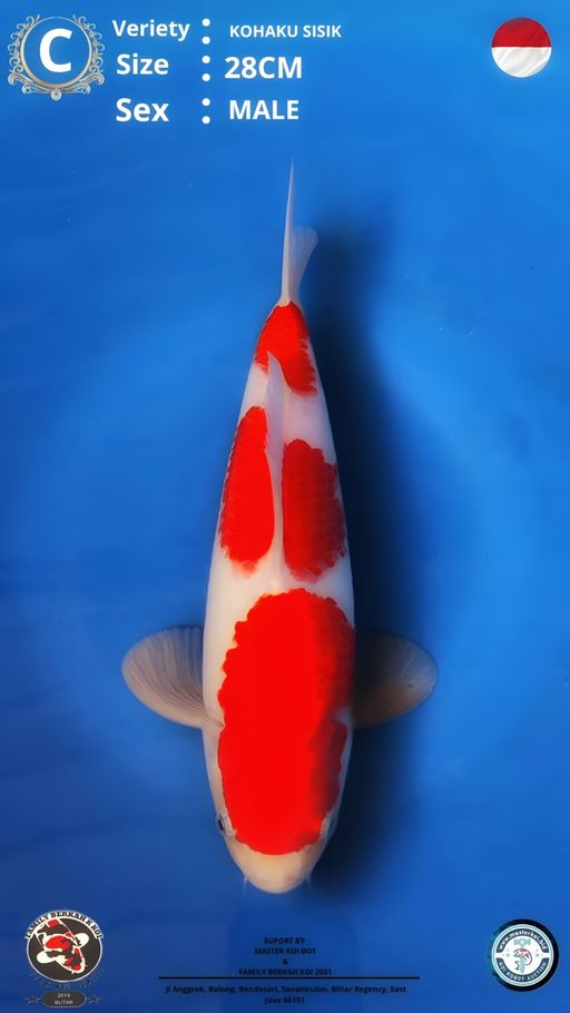 SANDAN KOHAKU SISIK SQ 28cm