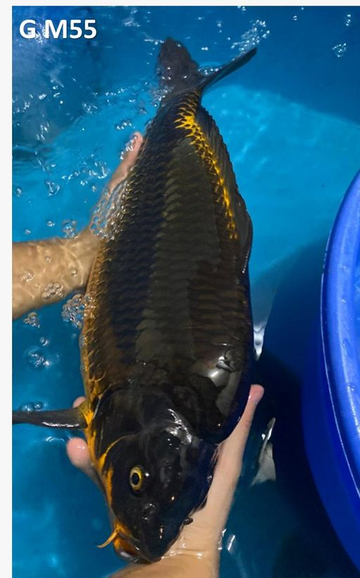 BLACK DIAMOND SUPERBULKY PUNUK 55cm