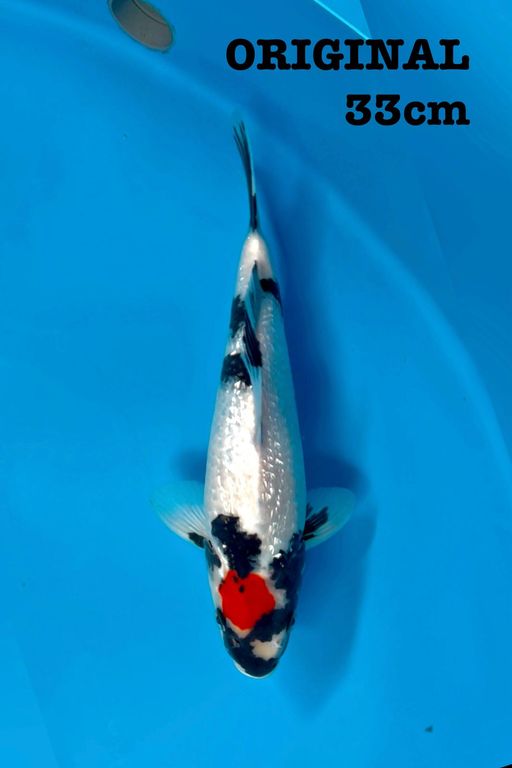 TANCHO SHOWA GINRIN ORIGINAL SUMI MASIH JALAN 33cm