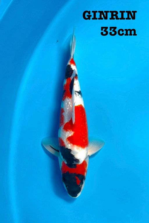 MARUTEN SHOWA GINRIN ORIGINAL 33cm