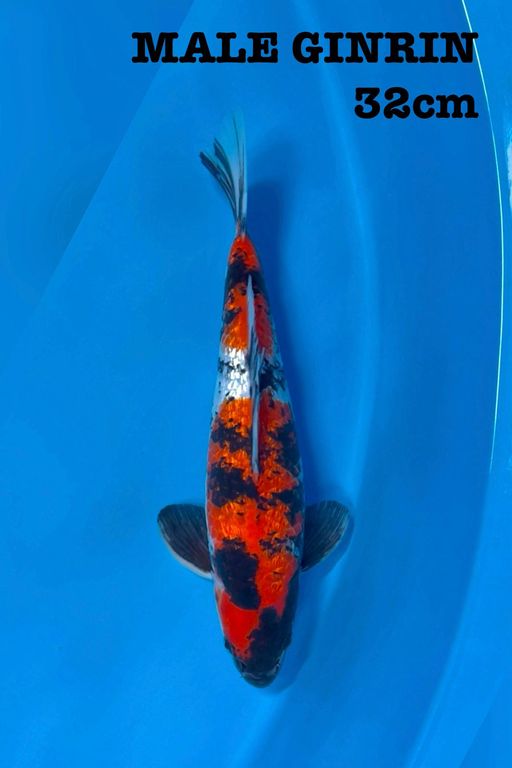 SHOWA GIRNIN PADAT 32cm