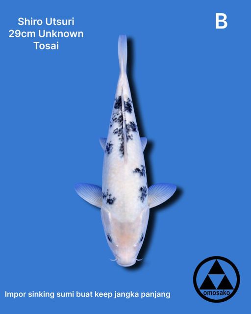 SHIRO UTSURI IMPORT 29cm