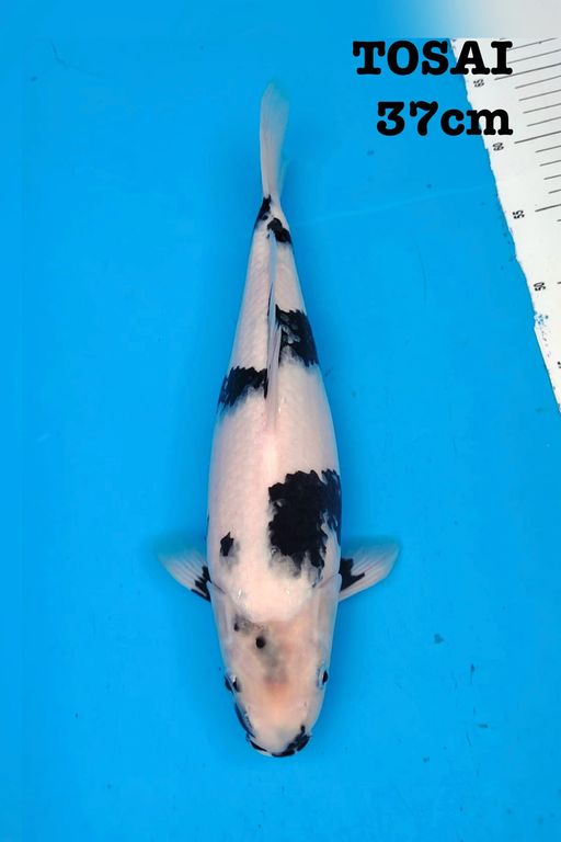 JUMBO TOSAI SIRO SUPER HALUS 37cm