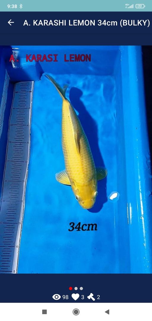 KARASHIKIGOI LEMONBULKY 34cm