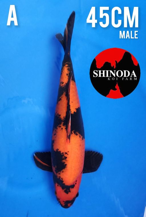 SHINODA HIUTSURI 45cm