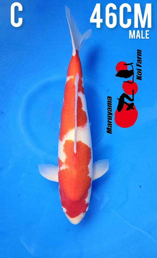 MARUYAMA KOHAKU 46cm