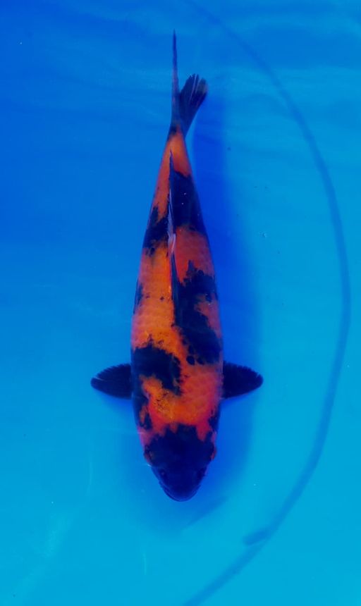 HI UTSURI F1 SHINODA CALON JUMBO UNCHEK 23cm