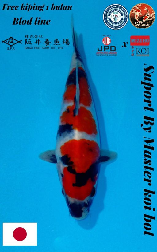 RED SHOWA READY SHOW ORI F1 SAKAI CALON JUMBO UNCHEK FREE KIPPING 1BULAN 22cm