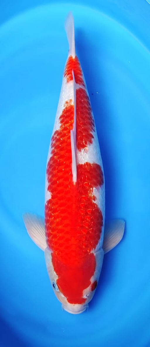 KOHAKU GINRIN GOOD PATERN GINRIN SUPER MENYALA 40cm