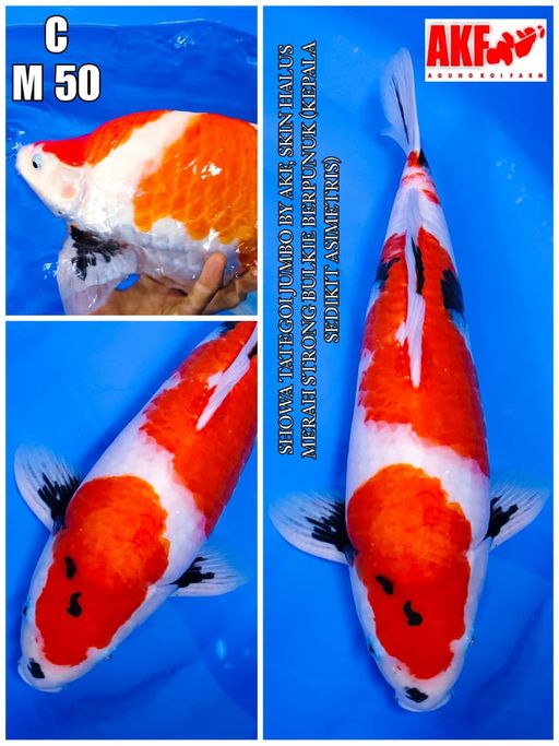 SHOWA JUMBO BY AKF SKIN HALUS MERAH STRONG 50cm