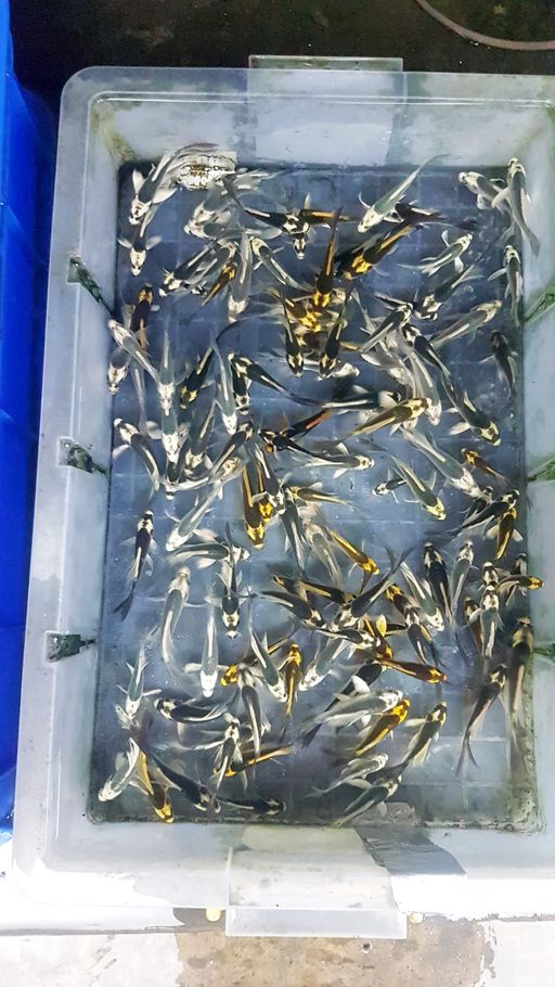 PAKET BIBITAN KABUTO KUMPAI 100EKOR GRAD A LAYAK DI BESARKAN 610cm