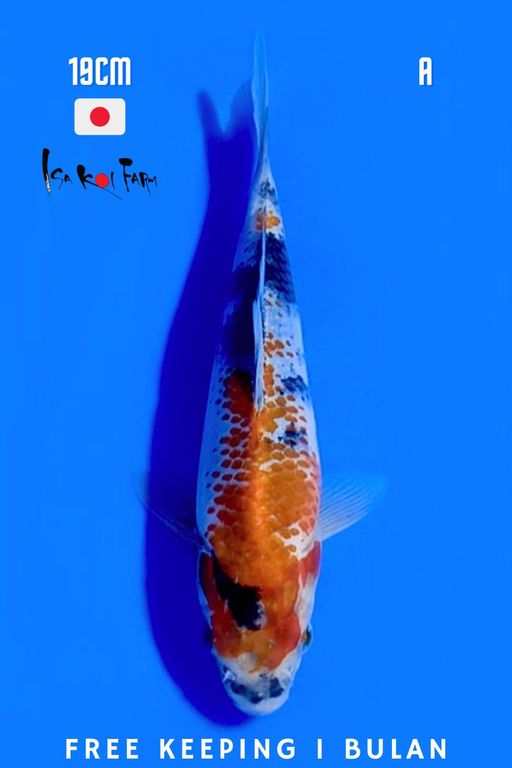 IMPORT TOSAI SHOWA KANOKO 19cm