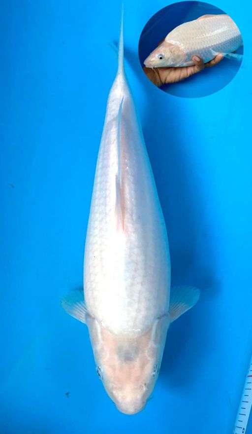 SHIROMUJI BREED KKF BERJITAI SUPER QUALITY SUSPECT JANTAN 31cm