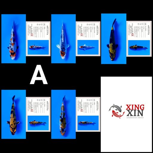 PAKET MIX 5 EKOR 1012cm