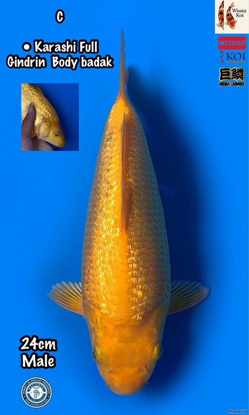 KARASHI FULL GINDRIN BODY BADAK MALE 24cm