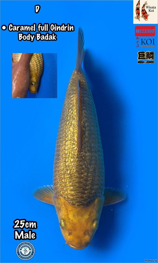 CARAMEL FULL GINDRIN BODY BADAK MALE 25cm