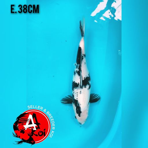 SHIRO SUMI PEKAT MULUS 38cm