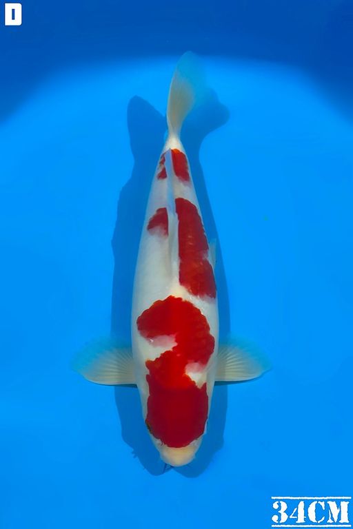 KOHAKU AKF BLOODLINE 34cm