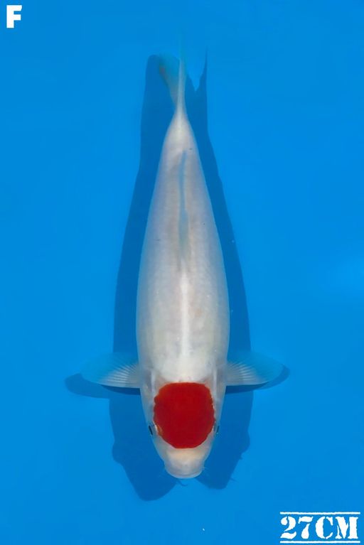 TANCO AKF BLOODLINE 27cm