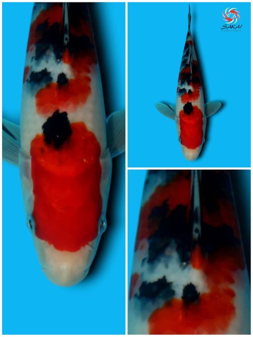 HQ SANKE IMPORT SAKAICO TATESHITA SERTIFIKAT BREEDER 27cm