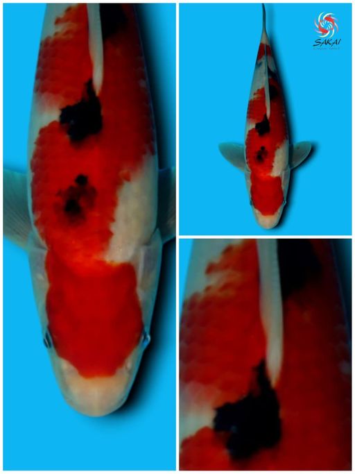 HQ SANKE IMPORT SAKAICO TATESHITA SERTIFIKAT BREEDER 25cm