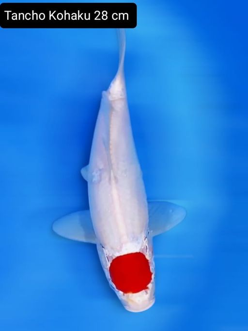 TANCHO KOHAKU 28cm