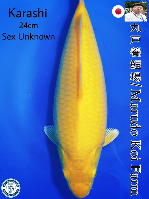 SUPERB HIGH QUALITY KARASHI IMPORT FROM MARUDO KOI FARM 24cm