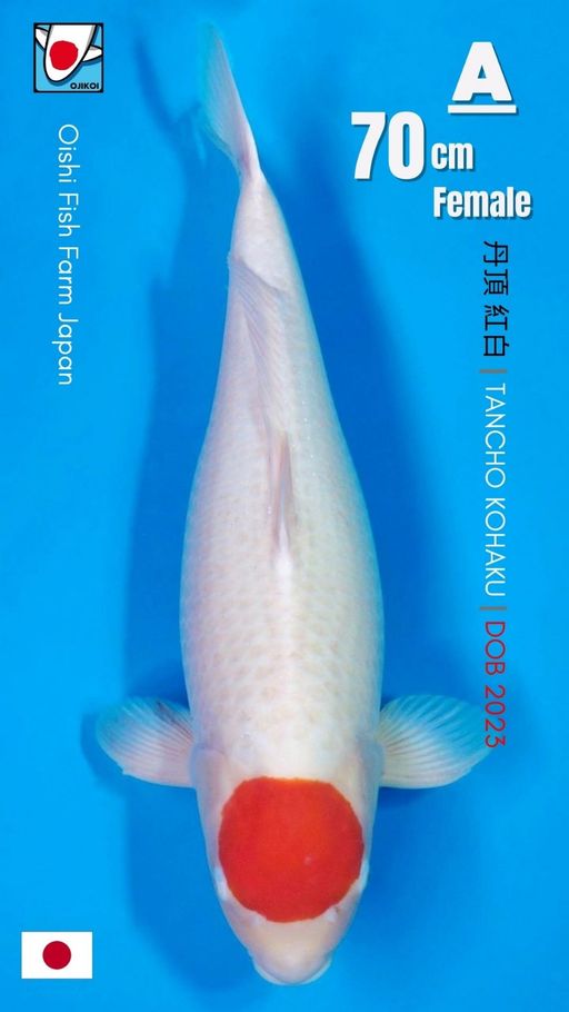 TANCHO KOHAKU BREED BY OISHI FISH FARM JAPAN IMPORT BERSERTIFIKAT BREEDER DOB 2023 SIZE 70cm