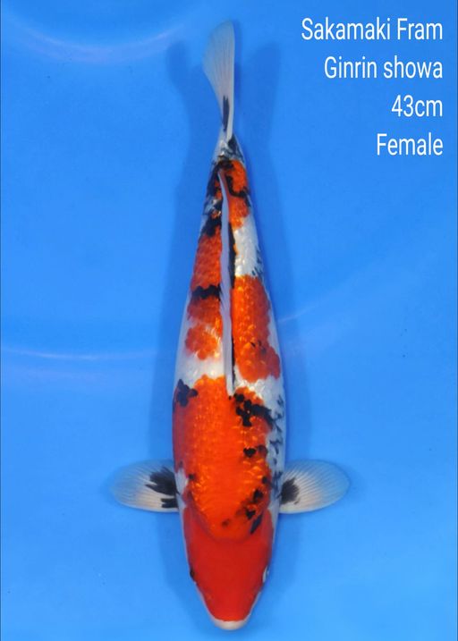SAKAMAKI GINRIN SHOWA 43cm