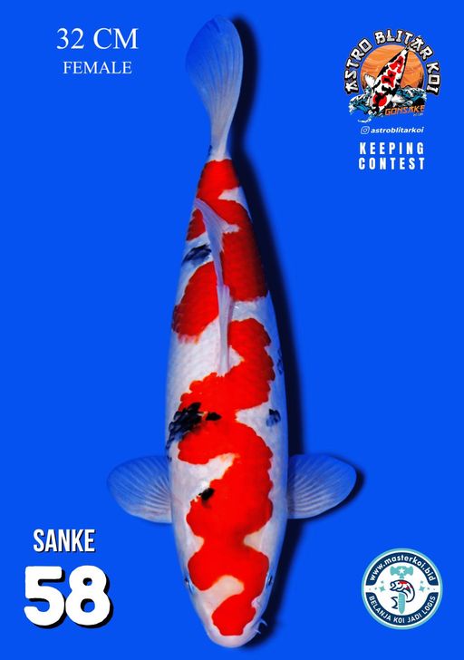 SANKE 32cm