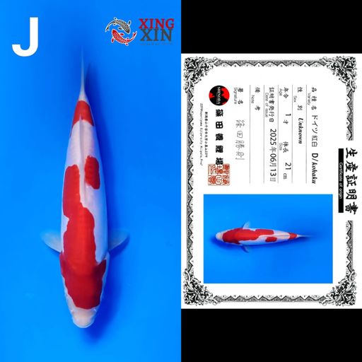 KOHAKU DOITSU SHINODA 21cm