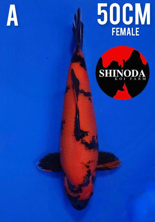 SHINODA HIUTSURI 50cm