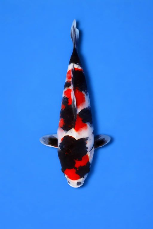 SHOWA SANSHOKU SUPER JANTAN ISTIMEWA BAKAT JUMBO SQ 32cm