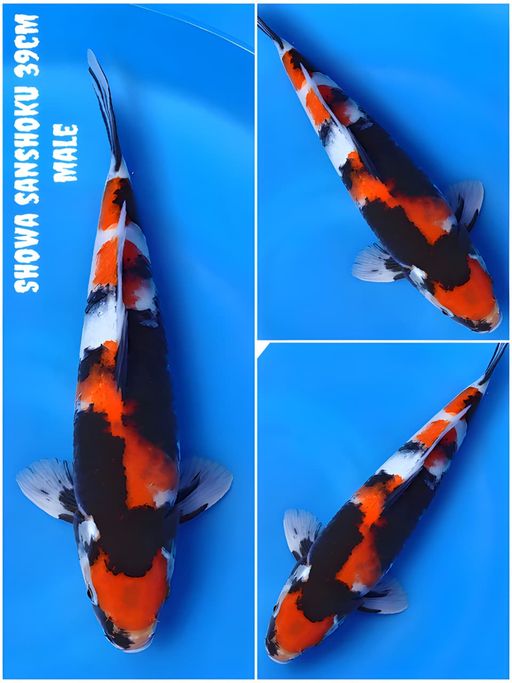 MARUTEN SHOWA SANSHOKU GOOD QUALITY CALON JOSJIS 39cm