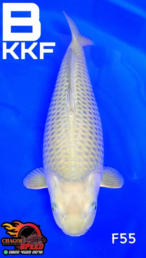 MIDORI KKF TAHUBULAT 55cm