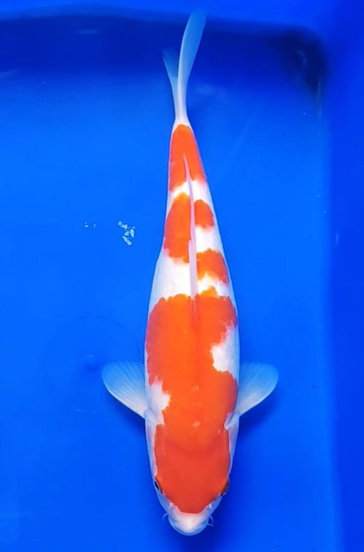 KOHAKU 30cm