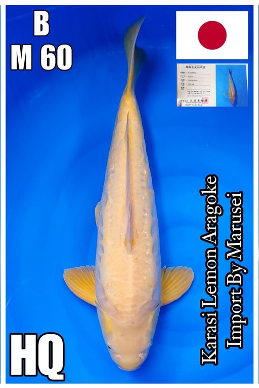 KARASI LEMON ARAGOKE JUMBO HQ IMPORT MARUSEI 60cm