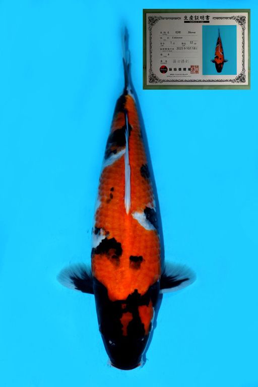 IMPORT SHINODA SHOWA SANSHOKU SUPER HQ TOSAI WITH SERTIFICATE 41cm