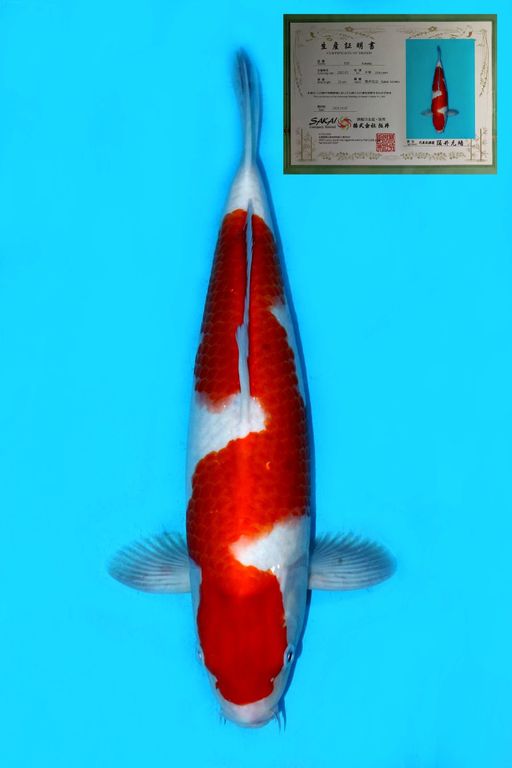 IMPORT SAKAI KOHAKU SUPER HQ TOSAI WITH SERTIFICATE 41cm
