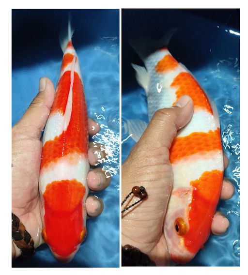 KOHAKU SQ BERPUNUK 25cm