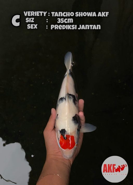 TANCHO SOWA ORIGINAL BODY TEBAL 35cm