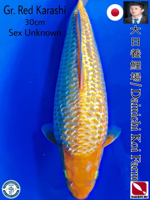 SUPERB SHOW QUALITY GINRIN RED KARASHI IMPORT FROM DAINICHI KOI FARM 30cm