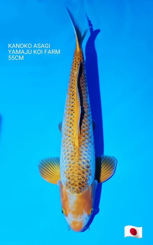 KANOKO ASAGI YANAJU KOI FARM 55cm