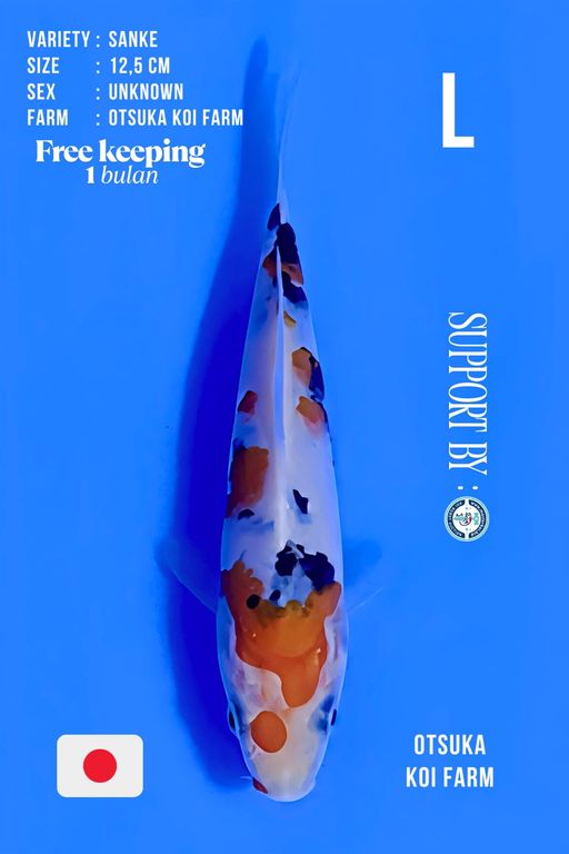 SUPER TATEGOI SANKE TSUBOSUMI FROM OTSUKA KOI FARM 12cm